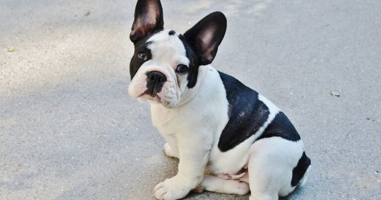 Are Frenchies born with tails?